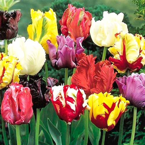 Papagei Tulpe, farbmischung  interface.art Bild 1 Papagei Tulpe, farbmischung  interface.image 1 interface.art 68085